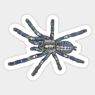 Poecilotheria metallica Sticker